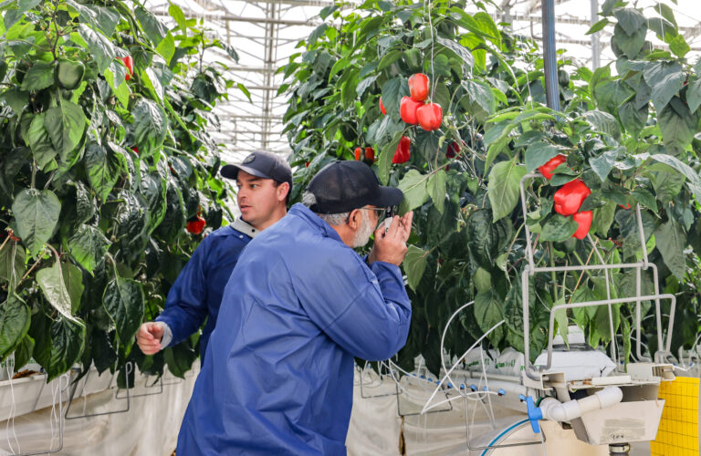 Progress: New MHA Nation greenhouse growing fresh produce